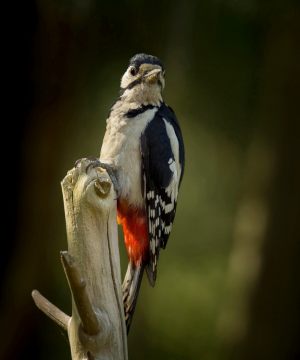 2639 Fotograf  Kis Boel Guldmann  -  Great spotted woodpecker  